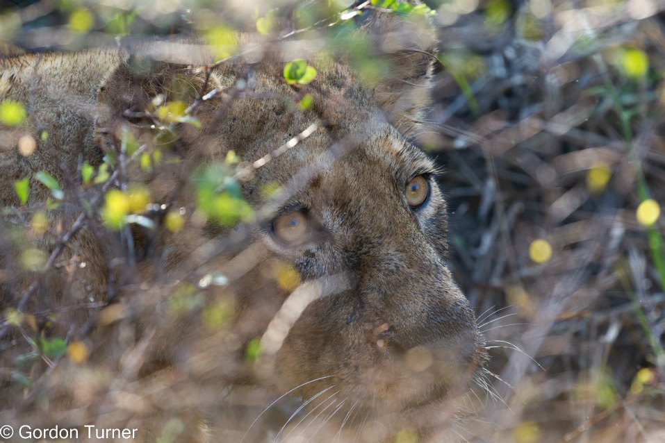 <h2>The Best of South Africa Escorted 2023</h2> 14 Nights | 6 Rounds | March 11 - 25